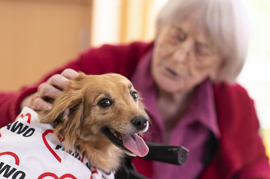 Eine ältere Bewohnerin in roter Bluse und rotem Pullover krault einen vor ihr sitzenden Hund am Kopf. Der Hund trägt einen Umhang mit AWO-Schriftzug und schaut zum Fotografen.
