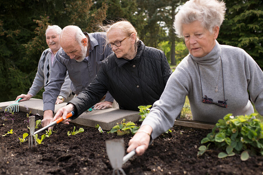 An einem Hochbeet stehen zwei ältere Damen und zwei ältere Herren, emsig mit dem hacken kleiner Pflanzen beschäftigt. 
