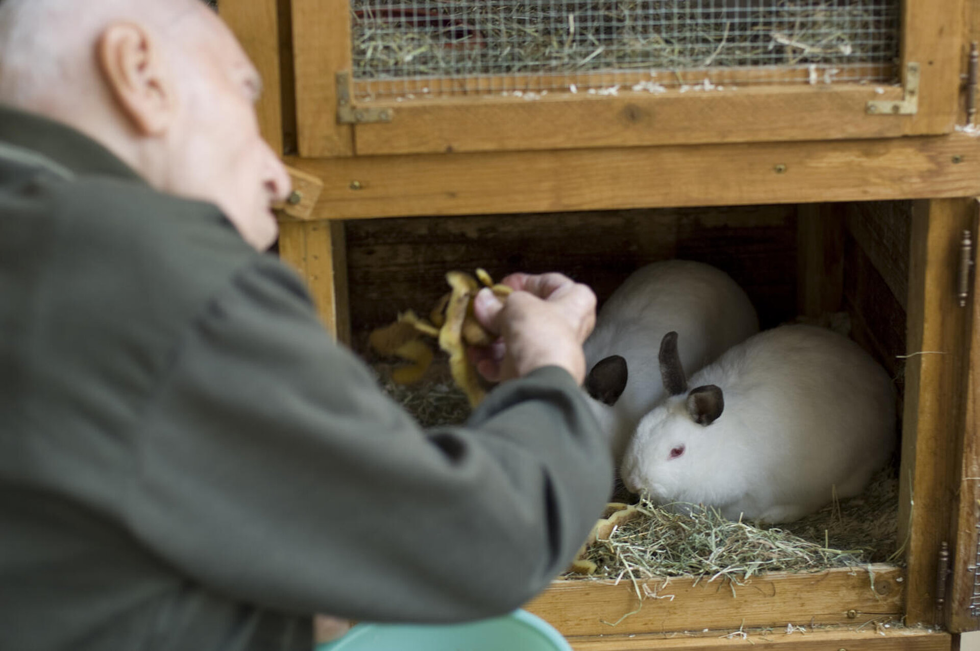 Ein Mann  hockt vor einem Kaninchenstall mit mehreren Etagen. Der obere Teil ist geschlossen, im unteren sitzen bei offener Tür zwei weiße Kaninchen mit schwarzen Ohren auf Streu. Der Mann füttert sie augenscheinlich mit Kartoffelschalen.